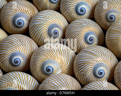 Chiudere fino a strisce di Luna conchiglia di mare. Foto Stock