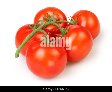 Ramo di pomodoro su sfondo bianco Foto Stock