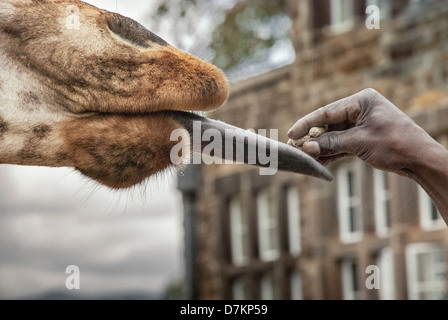 Rothschild o Baringo, Giraffa camelopardalis Giraffa Rothschild, attaccare fuori la sua linguetta atta ad essere alimentata a Giraffe Manor, Kenya Foto Stock