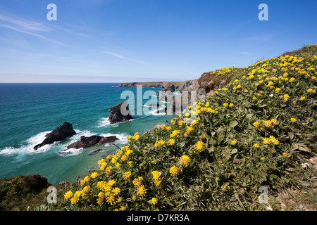 Tregurrian Cornwall Regno Unito in primavera. Foto Stock