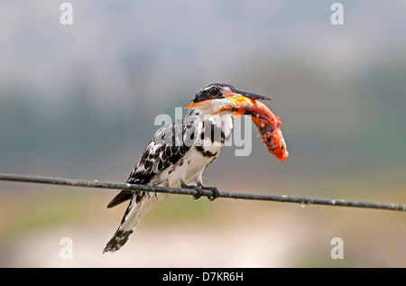 Pied kingfisher con un pesce Foto Stock