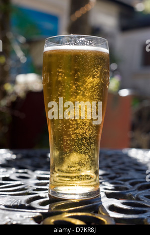 La pinta di appena spillata la birra lager incandescente con la luce del sole Foto Stock