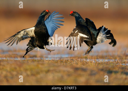 Gallo forcello, Tetrao tetrix, due maschi combattimenti in terra di palude, Finlandia, Aprile 2013 Foto Stock