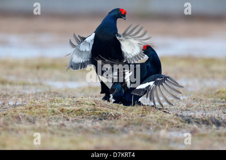 Gallo forcello, Tetrao tetrix, due maschi combattimenti in terra di palude, Finlandia, Aprile 2013 Foto Stock