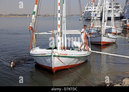 Cavallo IN ACQUA VICINO FELUCCA Fiume Nilo Luxor Egitto 13 Gennaio 2013 Foto Stock