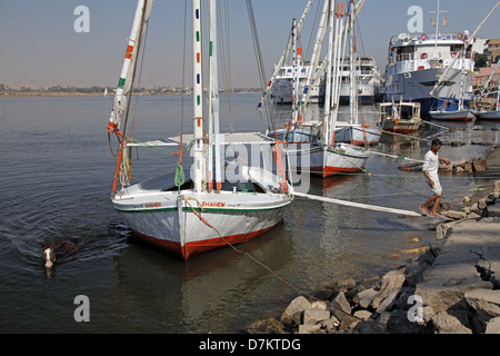 Cavallo IN ACQUA VICINO FELUCCA Fiume Nilo Luxor Egitto 13 Gennaio 2013 Foto Stock