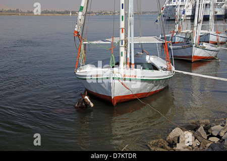 Cavallo IN ACQUA VICINO FELUCCA Fiume Nilo Luxor Egitto 13 Gennaio 2013 Foto Stock