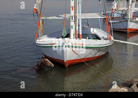 Cavallo IN ACQUA VICINO FELUCCA Fiume Nilo Luxor Egitto 13 Gennaio 2013 Foto Stock