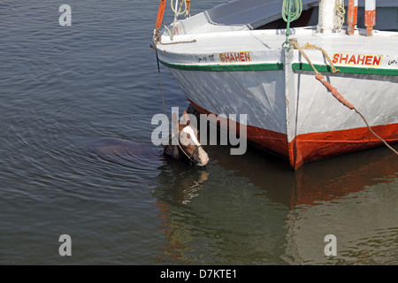 Cavallo IN ACQUA VICINO FELUCCA Fiume Nilo Luxor Egitto 13 Gennaio 2013 Foto Stock