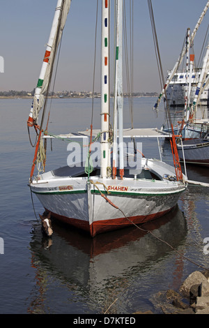 Cavallo IN ACQUA VICINO FELUCCA Fiume Nilo Luxor Egitto 13 Gennaio 2013 Foto Stock