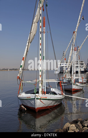 Cavallo IN ACQUA VICINO FELUCCA Fiume Nilo Luxor Egitto 13 Gennaio 2013 Foto Stock