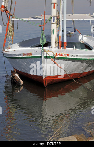 Cavallo IN ACQUA VICINO FELUCCA Fiume Nilo Luxor Egitto 13 Gennaio 2013 Foto Stock