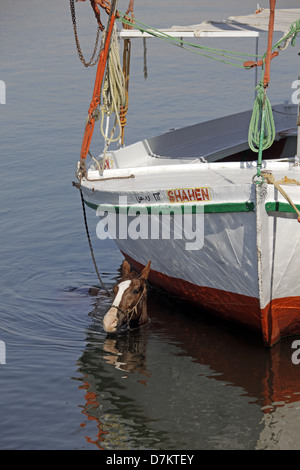 Cavallo IN ACQUA VICINO FELUCCA Fiume Nilo Luxor Egitto 13 Gennaio 2013 Foto Stock