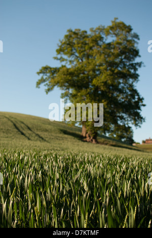 Oak tree in un cornfield in estate, Worcestershire, Inghilterra. Foto Stock