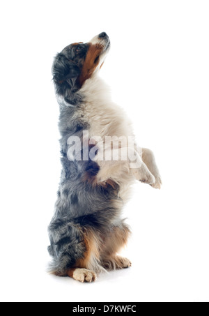 Di razza pastore australiano in piedi sulle sue zampe posteriori Foto Stock