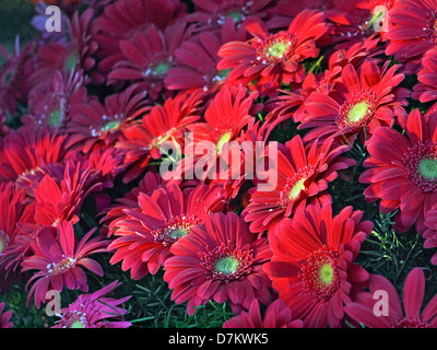 Rosso gerbera margherite. Foto Stock