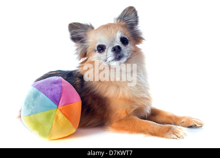 Ritratto di un simpatico di razza chihuahua davanti a uno sfondo bianco Foto Stock