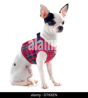 Chihuahua vestito di fronte a uno sfondo bianco Foto Stock