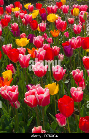 I tulipani in aiuole di strada, Sidmouth, Devon, Regno Unito Foto Stock