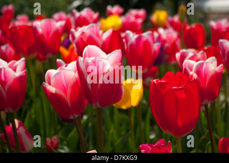 I tulipani in aiuole di strada, Sidmouth, Devon, Regno Unito Foto Stock