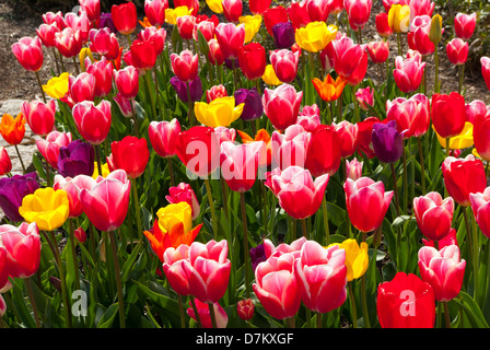 I tulipani in aiuole di strada, Sidmouth, Devon, Regno Unito Foto Stock