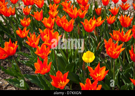 I tulipani in aiuole di strada, Sidmouth, Devon, Regno Unito Foto Stock