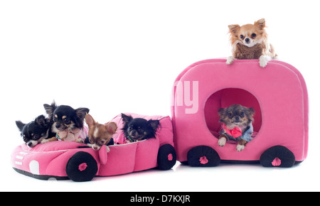 Ritratto di un simpatico di razza chihuahua in auto e caravan di fronte a uno sfondo bianco Foto Stock