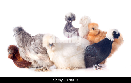 Gruppo di silkie bantam e bantam olandese su sfondo bianco Foto Stock