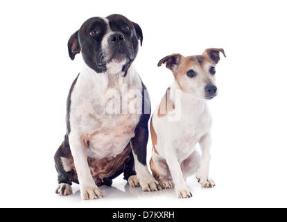 Ritratto di staffordshire bull terrier e jack russel terrier di fronte a uno sfondo bianco Foto Stock