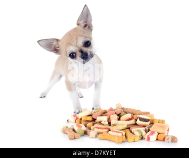 Ritratto di un grazioso cucciolo di razza chihuahua mangiare cibo secco di fronte a uno sfondo bianco Foto Stock