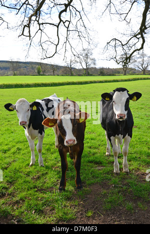 I giovani vitelli da macello nel campo vicino a Ludlow, Shropshire, England, Regno Unito Foto Stock