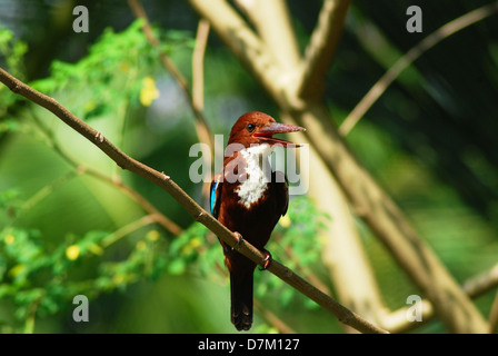 Bianco-throated Kingfisher Foto Stock