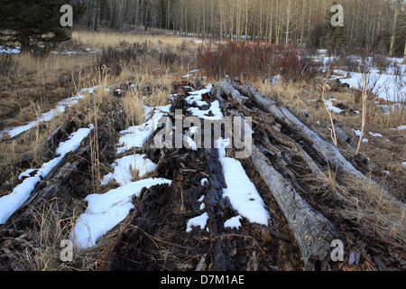 Log in Kananaskis Paese in Alberta Foto Stock