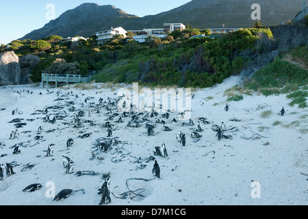 African colonia di pinguini, Spheniscus demersus, Boulders Beach, Cape Peninsula, Sud Africa Foto Stock