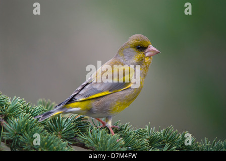 Verdone maschio su un ramo di cedro in colorfull piumaggio di allevamento Foto Stock