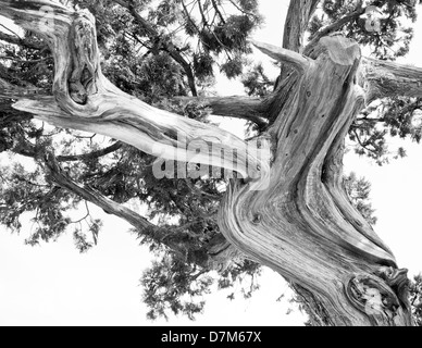 Struttura ad albero. Abstract silhouette di pino rami. Bianco & Nero image Foto Stock