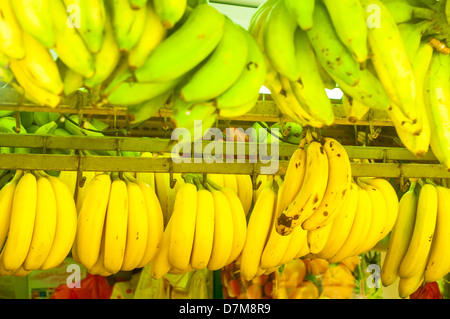 Giallo fresco e banane verdi appeso nel mercato Foto Stock