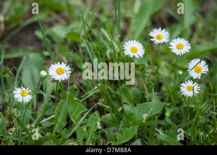 Stagione primaverile, Daisy, Margerite, margherite in erba Foto Stock