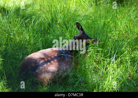 Fawn Posa in erba alta Foto Stock