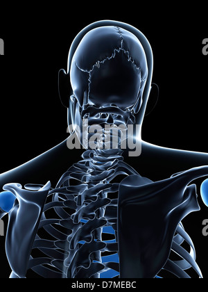 Maschio di ossa del collo, artwork Foto Stock