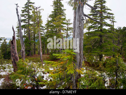 Ad alta quota subalpini vecchia foresta di montagna la cicuta cedro giallo e fir amabilis Mt Caino Isola di Vancouver BC Canada Foto Stock