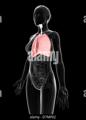 Femmina sistema respiratorio, artwork Foto Stock