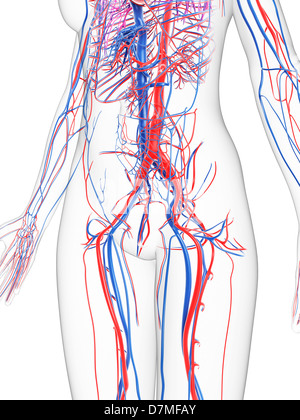 Femmina sistema vascolare, artwork Foto Stock