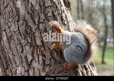 Red squirrel eating a nut on a tree Foto Stock
