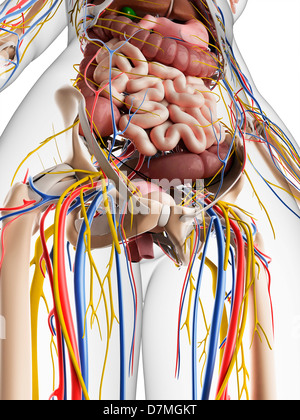 Anatomia femminile, artwork Foto Stock