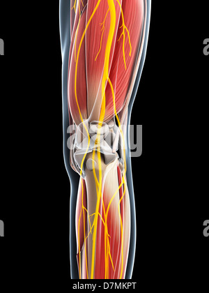 Anatomia delle gambe, artwork Foto Stock