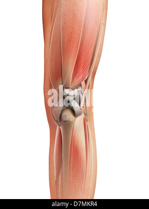 Anatomia delle gambe, artwork Foto Stock