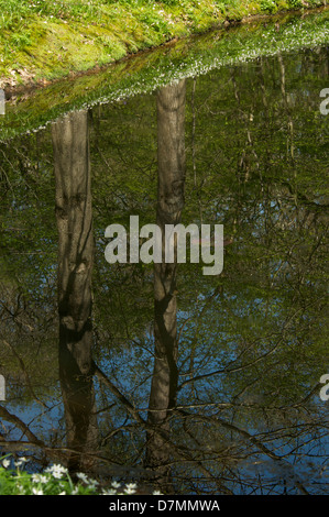 Bluebell a piedi in Arlington east sussex con laghi una riflessione di alberi che crescono ci Foto Stock