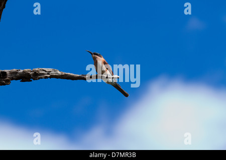 I capretti Southern Carmine gruccione appollaiato su un ramo morto contro un profondo cielo blu con nuvole bianche Foto Stock