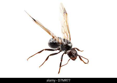 Nero giardino alato ant specie lasius niger Foto Stock